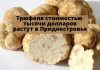 Трюфеля стоимостью тысячи долларов растут в Приднестровье Трюфеля стоимостью тысяч долларов растут в Приднестровье