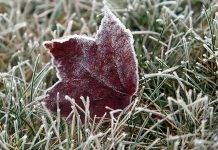 Погода 29 октября 2025 года в Приднестровье погода, заморозки