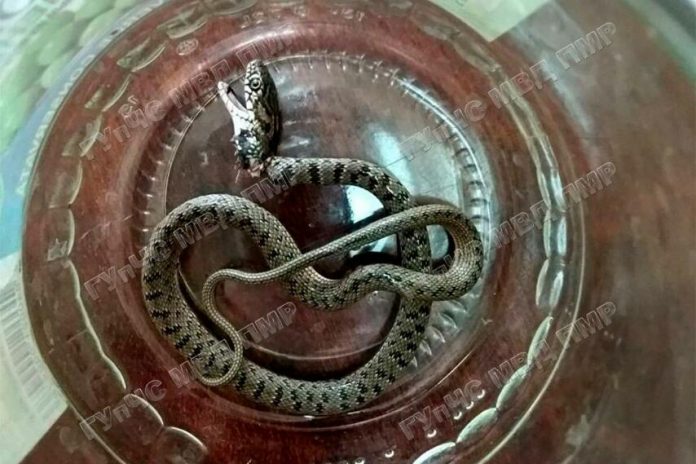 Змеи остановили учебный процесс Змеи остановили учебный процесс