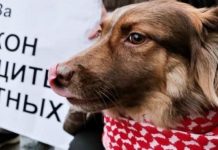 Франция готовится принять исторический закон о защите животных