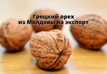 Закупка грецкого ореха из Молдовы стабильна Грецкий орех из Молдовы на экспорт