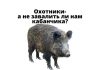 С 30 октября по 26 декабря в Приднестровье открыта охота на кабана Охотники-кабан