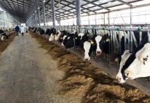 Более 4,5 миллионов рублей молочных дотаций выплатили фермерам в Приднестровье субсидии, животноводство, коровы