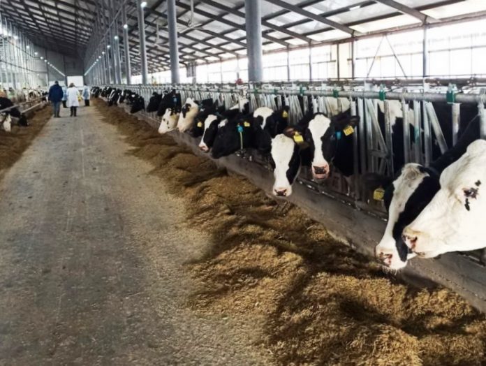 субсидии, животноводство, коровы