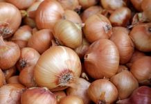 Луковые новости. Где самый дешёвый лук лук репчатый