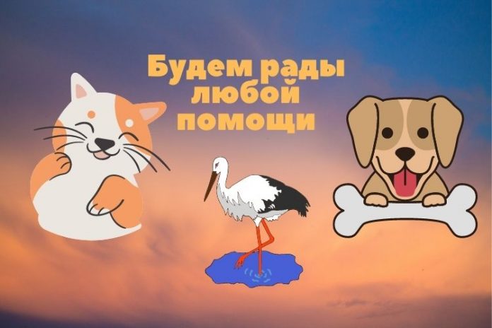 акция "лучший друг"