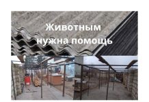 Центру помощи и стерилизации бездомных животных «Белый Бим» нужен шифер для вольеров