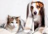 В Испании кошек и собак приравняли к членам семьи
