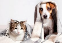 В Испании кошек и собак приравняли к членам семьи