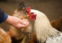 Россия временно запретила ввоз птицы и птицеводческой продукции из Молдовы куры и куриная продукция