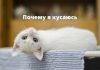 Как отучить кошку кусаться Кошка. Почему я кусаюсь