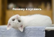 Как отучить кошку кусаться Кошка. Почему я кусаюсь