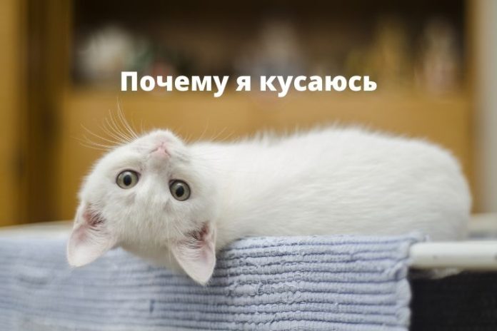 Кошка. Почему я кусаюсь