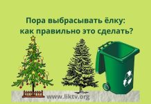 Почему новогоднюю ёлку нужно убирать до Крещения: традиции, приметы, суеверия