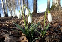 Погода 2 марта 2023 года в Приднестровье погода теплая