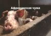 Вспышку африканской чумы свиней зафиксировали в Молдове Африканская чума