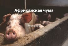 Вспышка африканской чумы произошла в селе Бульбоака Новоаненского района Африканская чума