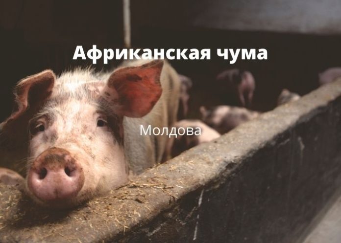Африканская чума