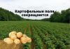 В Молдове сокращаются сельхозплощади под картофель Картофельные поля сокращаются