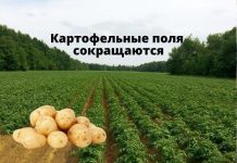 В Молдове сокращаются сельхозплощади под картофель Картофельные поля сокращаются