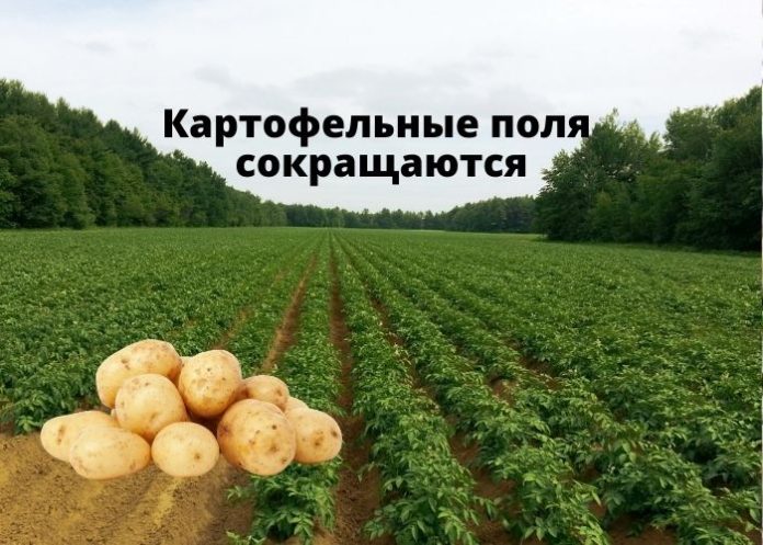 Картофельные поля сокращаются