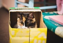 Почему кошки любят прятаться в коробки кошка
