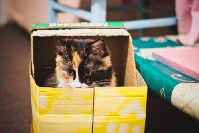 кошка
