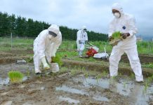 В России продукты питания предложили обеззараживать радиацией Продукты питания: обработка радиацией