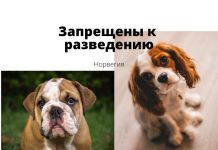 Английских бульдогов и еще одну породу собак запретили к разведению в Норвегии Запрещены к разведению