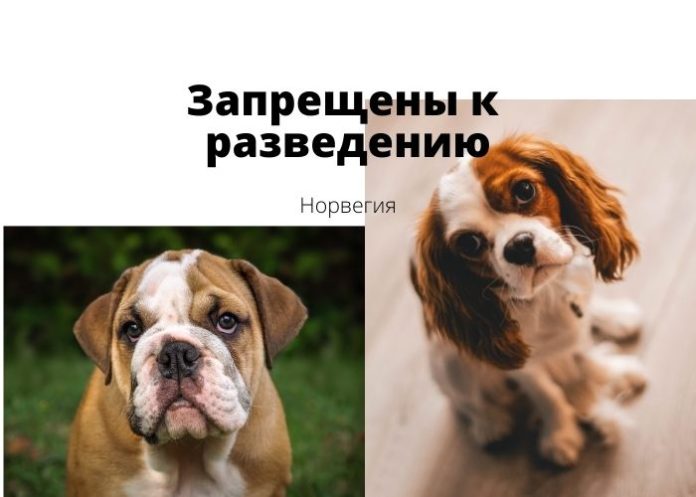 Запрещены к разведению