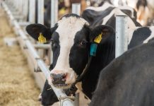 В Приднестровье стартовала весенняя диспансеризация сельхозживотных Весенняя диспансеризация