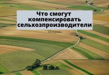 Правительство Молдовы увеличивает помощь и субсидии сельхозникам Что смогут компенсировать сельхозпроизводители