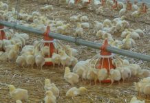 5 крупных птицефабрик работают в Дубоссарском районе Дубоссарская птицефабрика