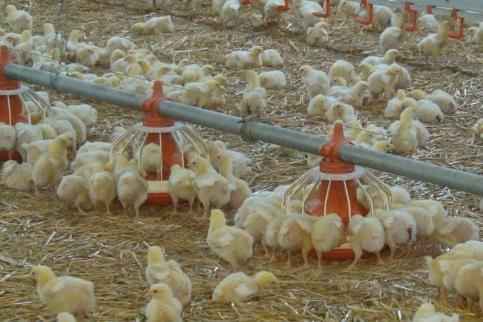 Дубоссарская птицефабрика