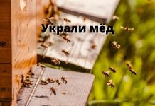 У жительницы Рыбницы пропали три ящика с мёдом Украли мёд