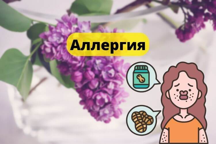 Может ли быть аллергия на сирень