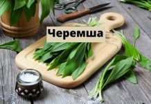 Чем полезна черемша Черемша