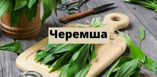 Чем полезна черемша Черемша