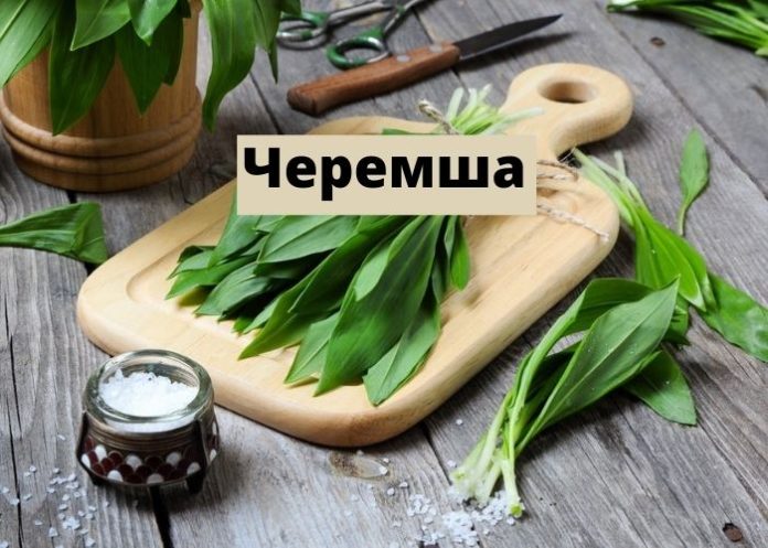 Черемша Черемша