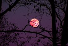 Розовая Луна-2022: Что принесет полнолуние 16 апреля Розовая Луна