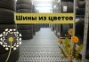 Goodyear объявила, что разрабатывает шины из одуванчиков Шины из цветов
