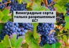 Власти Молдовы будут субсидировать только новые сады и виноградники на базе сортов, включенных в официальные каталоги ЕС Виноградные сорта только разрешенные ЕС