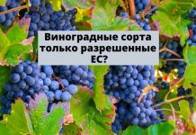 Власти Молдовы будут субсидировать только новые сады и виноградники на базе сортов, включенных в официальные каталоги ЕС Виноградные сорта только разрешенные ЕС