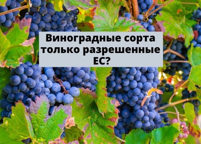 Виноградные сорта только разрешенные ЕС