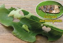 Листовертка на смородине. Как с ней бороться? Листовертка на смородине