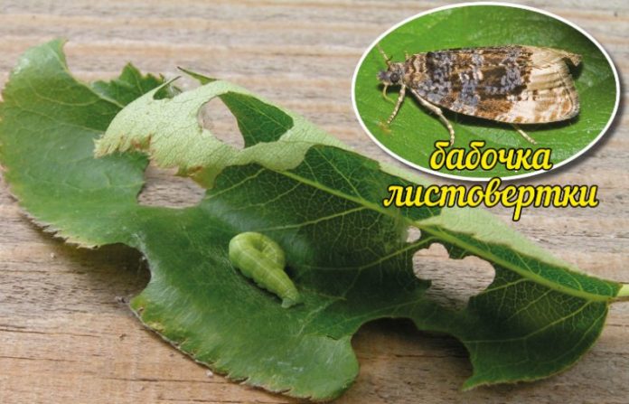 Листовертка на смородине