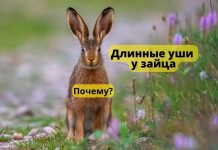 Почему у зайца длинные уши? Длинные уши у зайца