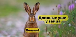 Почему у зайца длинные уши? Длинные уши у зайца