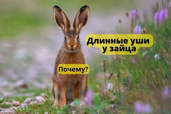 Длинные уши у зайца