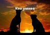 Какие породы собак самые умные? Кто умнее
